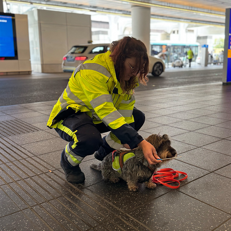 Hundeführerin der Veritas Ambulanz legt ihrem Rettungshund das Suchgeschirr an